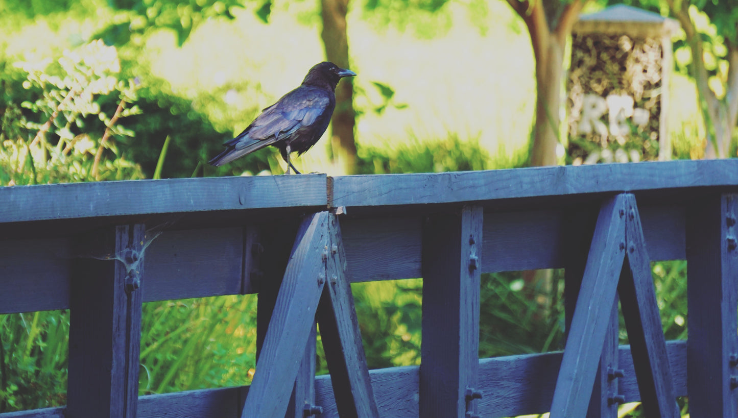 Crow