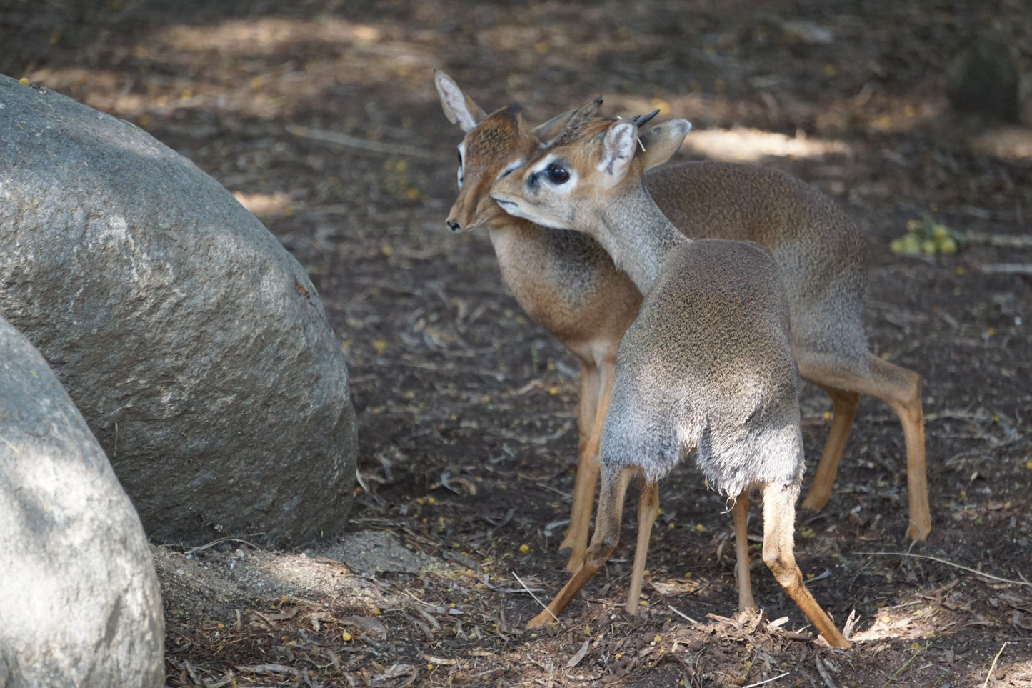 Dik-dik