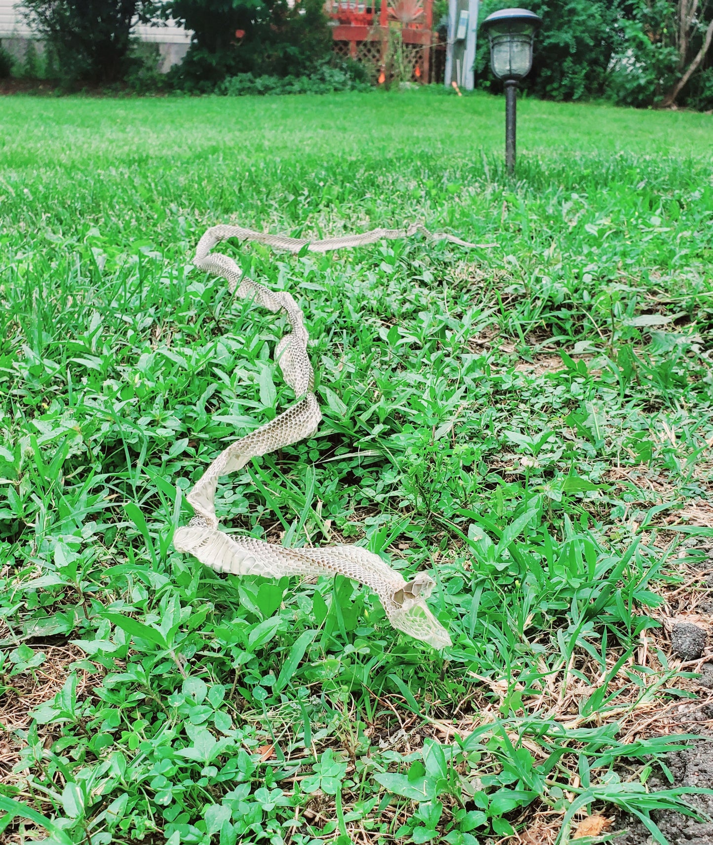 Snake