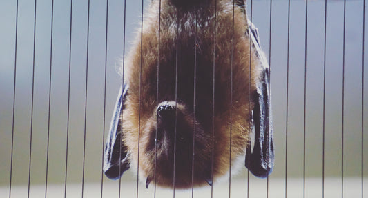 Bat
