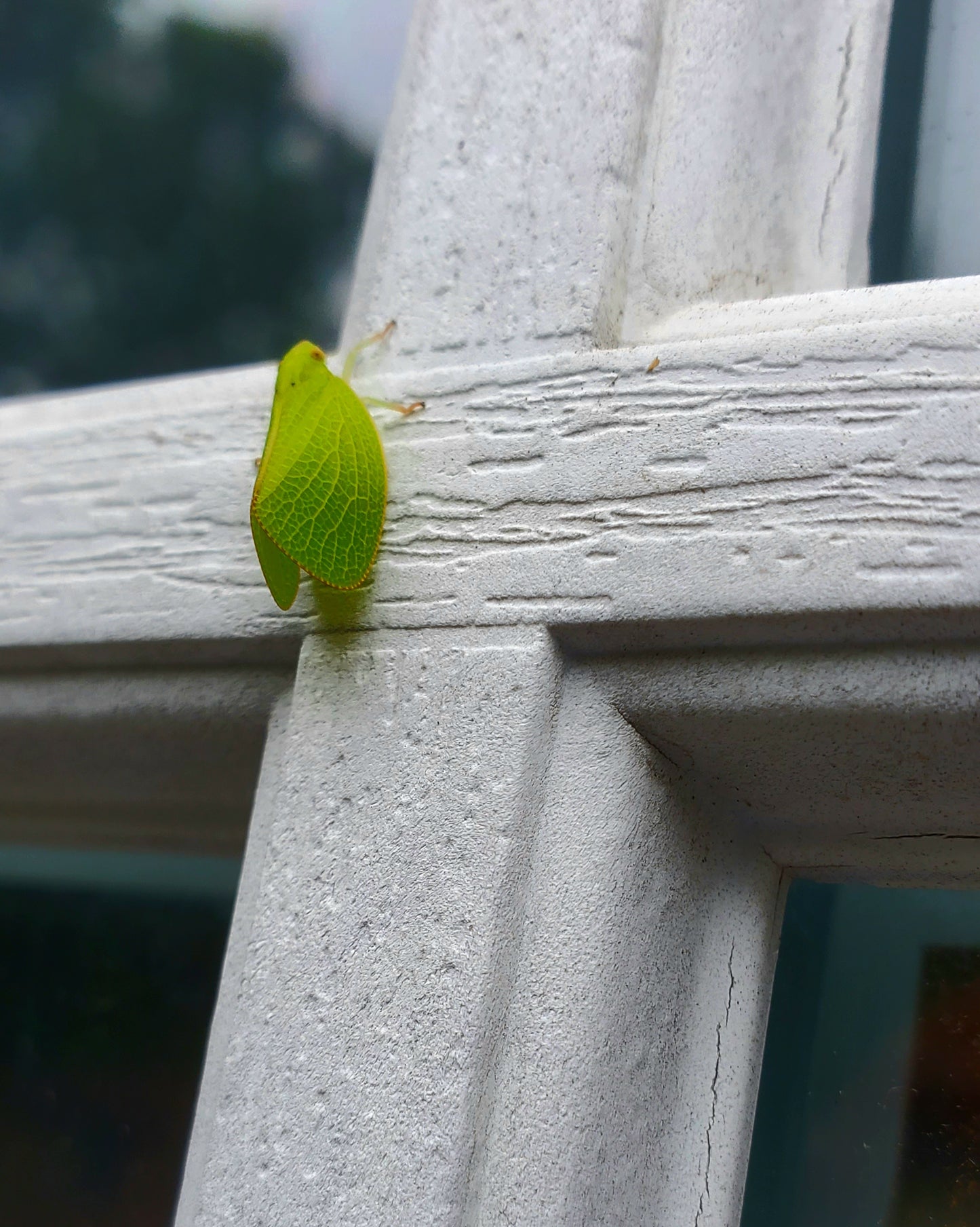Leaf Bug