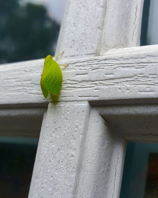 Leaf Bug