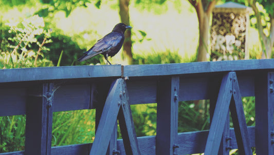 Crow