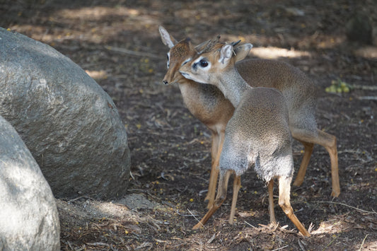 Dik-dik