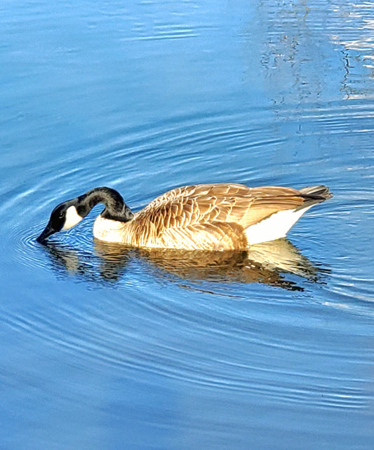 Goose