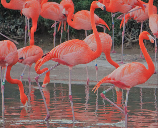 Flamingos