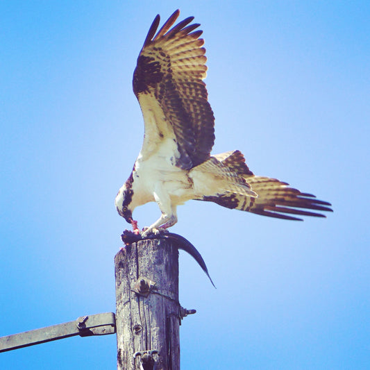 Hawk