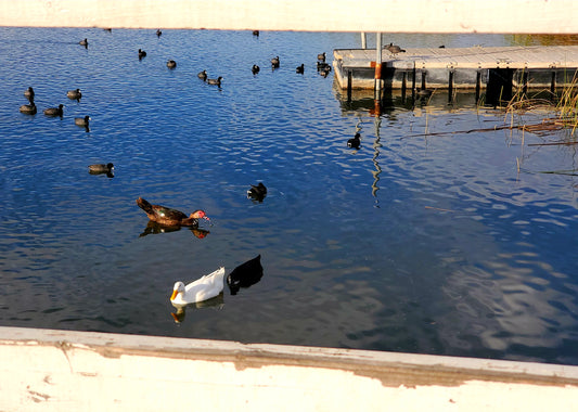 Ducks