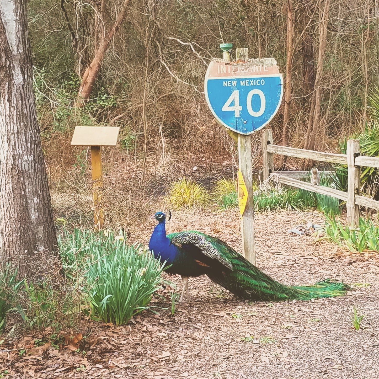 Peacock