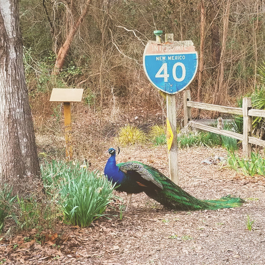 Peacock