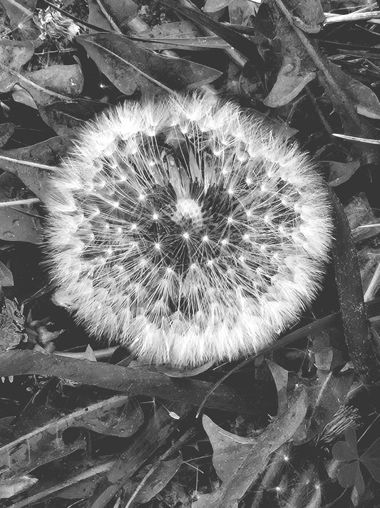 Dandelion
