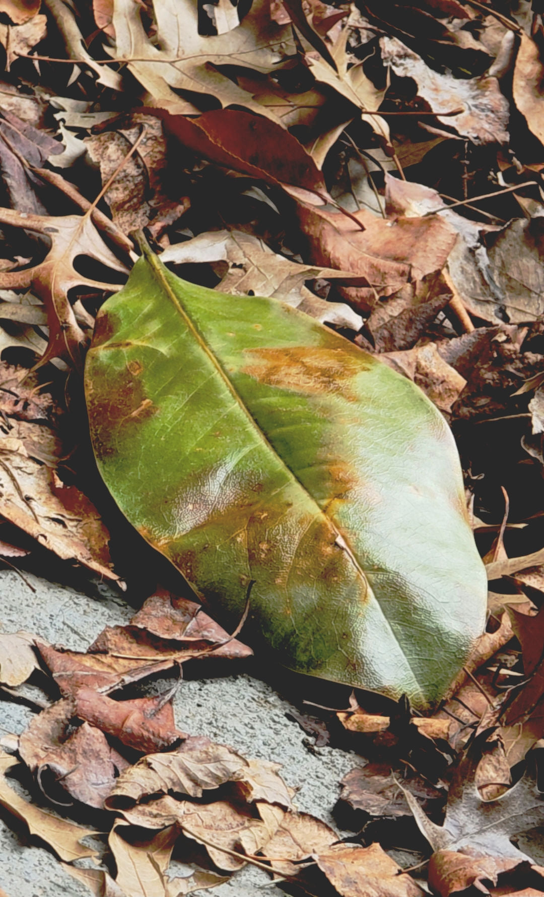 Leaf