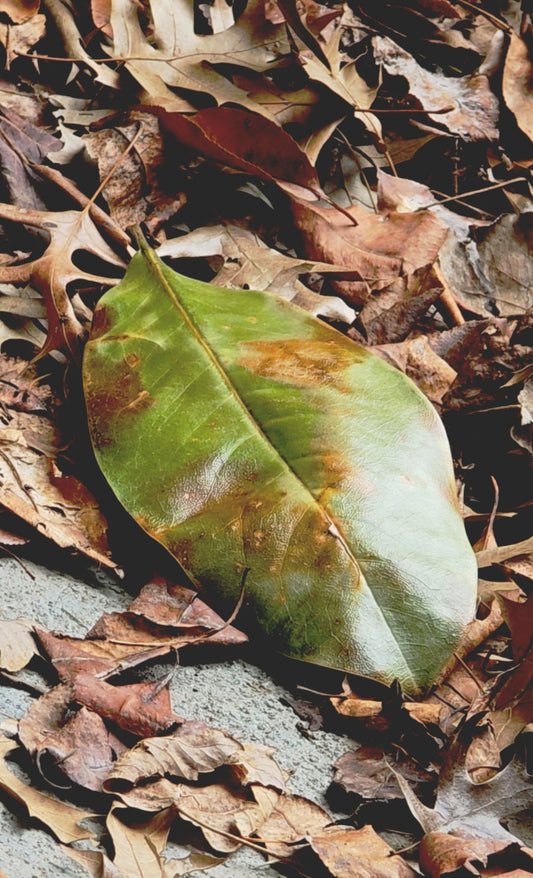 Leaf