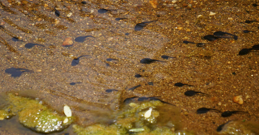 Tadpoles