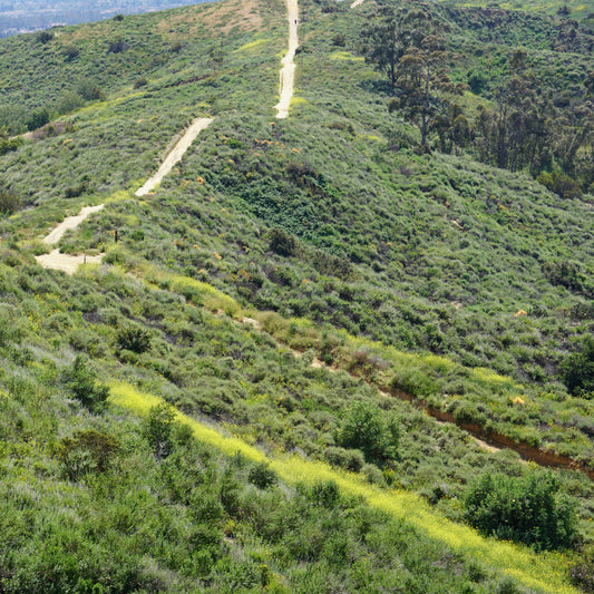 Path