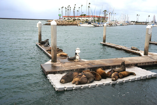 Seals