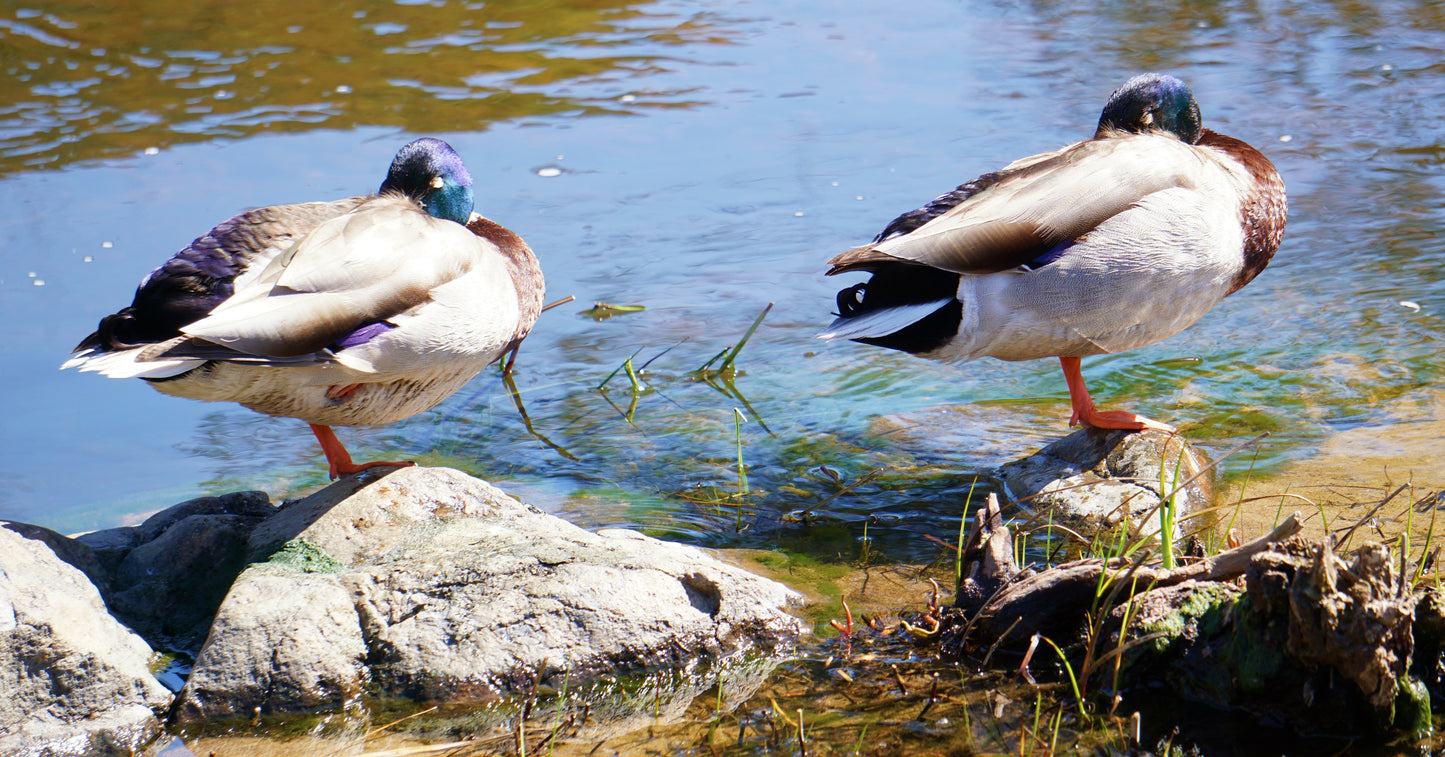 Ducks