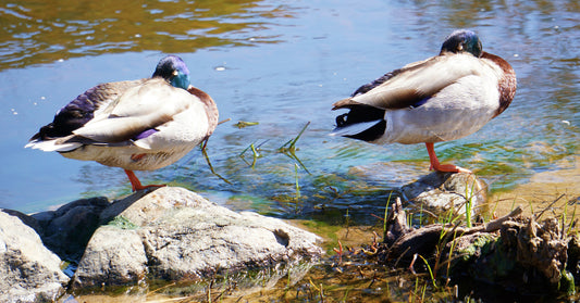 Ducks