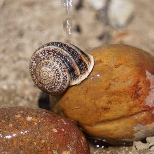 Snail