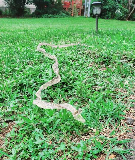 Snake