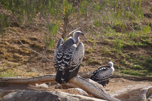 Vultures